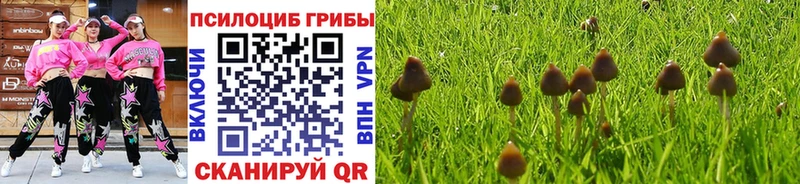 Галлюциногенные грибы Psilocybine cubensis Кулебаки